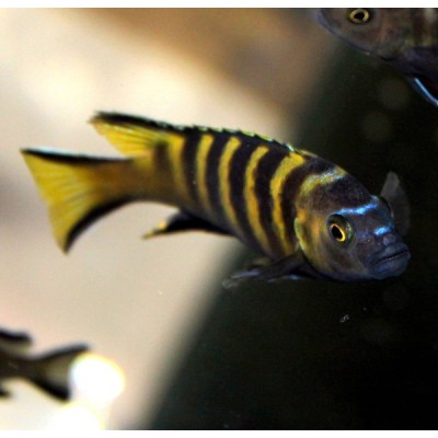 METRIACLIMA SP ELONGATUS CHAILOSI CHITANDE - RARE (2INCH) METRIACLIMA SP ELONGATUS CHAILOSI CHITANDE - RARE (2INCH)