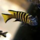 METRIACLIMA SP ELONGATUS CHAILOSI CHITANDE - RARE (2INCH)