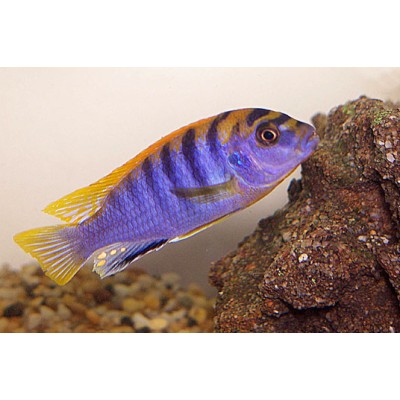 LABIDOCHROMIS SP HONGI ORANGE 4.5inch LABIDOCHROMIS SP HONGI ORANGE 4.5inch