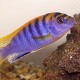 LABIDOCHROMIS SP HONGI ORANGE 4.5inch LABIDOCHROMIS SP HONGI ORANGE 4.5inch