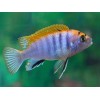 LABIDOCHROMIS SP HONGI ORANGE 4.5inch