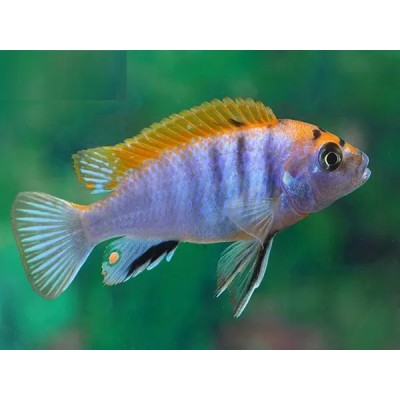 LABIDOCHROMIS SP HONGI ORANGE 4.5inch
