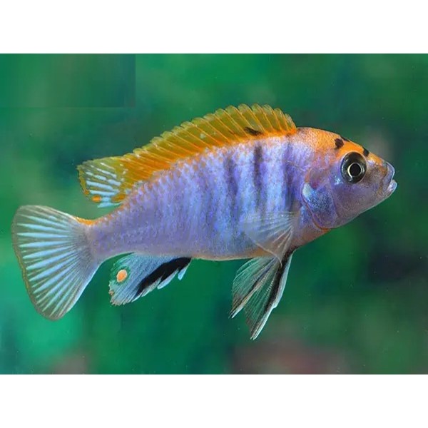 LABIDOCHROMIS SP HONGI ORANGE 4.5inch LABIDOCHROMIS SP HONGI ORANGE 4.5inch