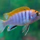LABIDOCHROMIS SP HONGI ORANGE 4.5inch LABIDOCHROMIS SP HONGI ORANGE 4.5inch
