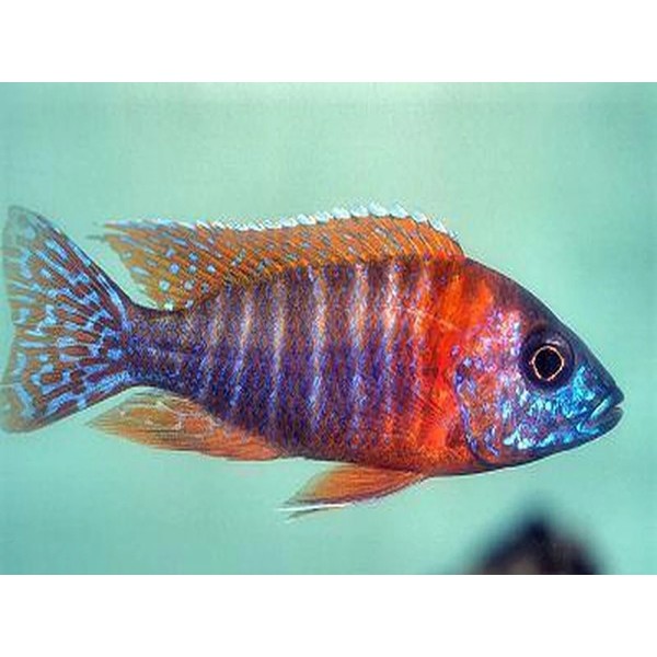 AULONACARA RED PEACOCK (3inch)