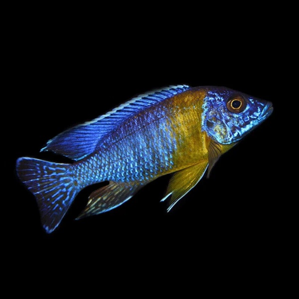 AULONACARA SP500 MAULANA BICOLOUR PEACOCK - RARE (3.5inch)