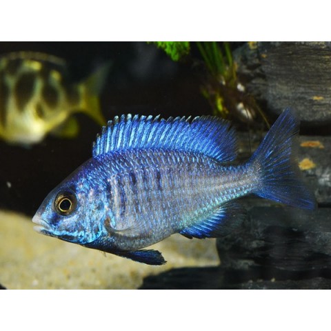 MDOKA WHITE LIPS HAP (RARE) 1inch