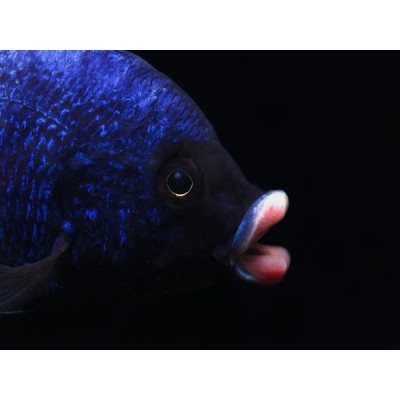MDOKA WHITE LIPS HAP (RARE) 2inch
