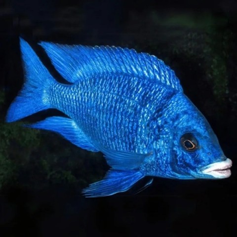 MDOKA WHITE LIPS HAP (RARE) 1inch