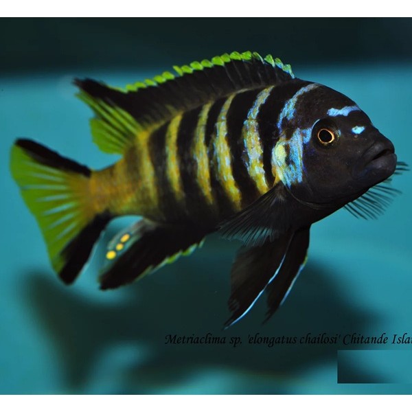 METRIACLIMA SP ELONGATUS CHAILOSI CHITANDE - RARE (2INCH)