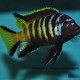 METRIACLIMA SP ELONGATUS CHAILOSI CHITANDE - RARE (2INCH)