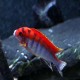 LABIDOCHROMIS SP HONGI SWEDEN (RARE) 4.5inch
