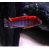 LABIDOCHROMIS SP HONGI SWEDEN (RARE) 4.5inch