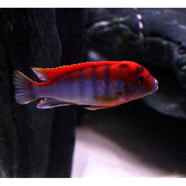 LABIDOCHROMIS SP HONGI SWEDEN (RARE) 4.5inch
