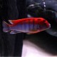 LABIDOCHROMIS SP HONGI SWEDEN (RARE) 4.5inch