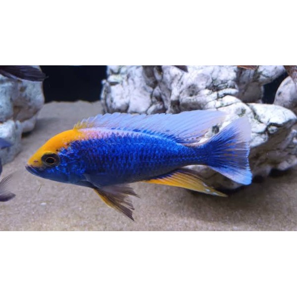 SULPHURHEAD MARAROCKS (4.5inch)