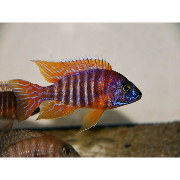 AULONACARA RED PEACOCK (3inch)