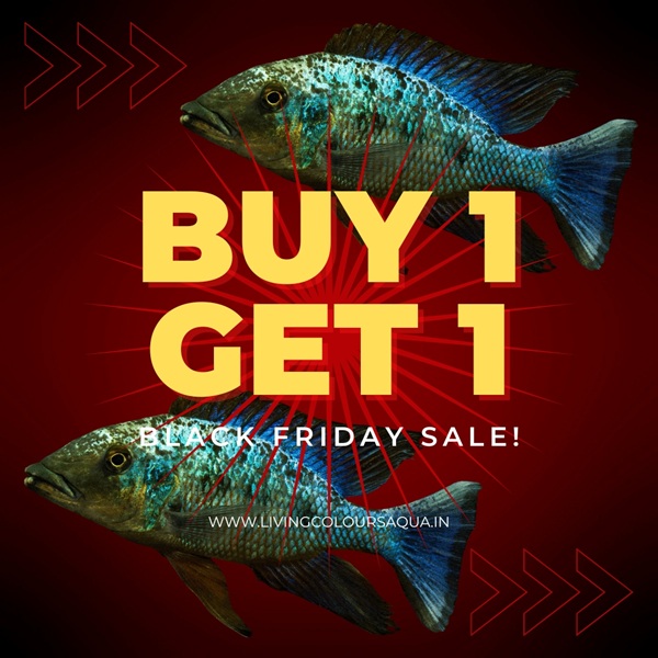 FOSSOROCHROMIS ROSTRATUS (2inch)