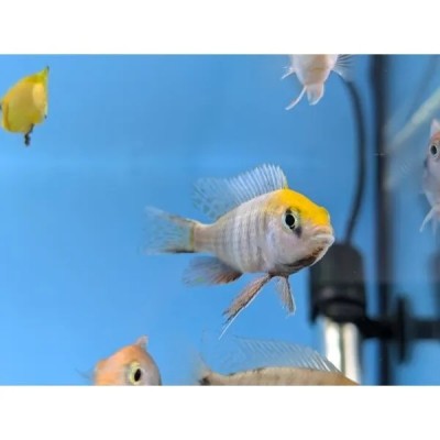 SULPHUR HEAD PEACOCK (2inch)