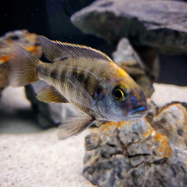 SULPHUR HEAD PEACOCK (2inch)