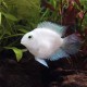 PLATINUM POLAR PARROT (1.2INCH)