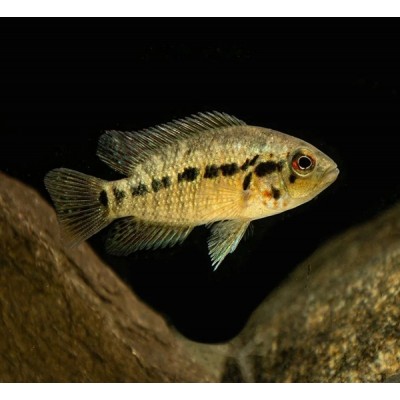 RED TIGER MOTAGUENSIS CICHLID (3inch) RED TIGER MOTAGUENSIS CICHLID (3inch)