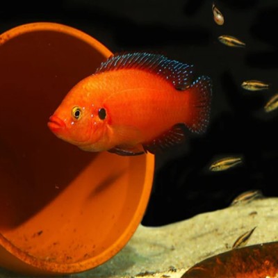 TURKANA JEWEL CICHLID (1.5inch)