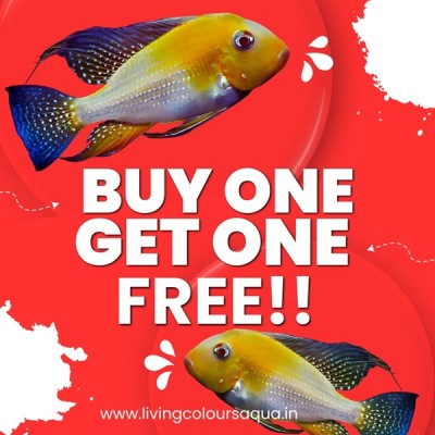 ALBINO HECKELII (YELLOW BASE) 2.5-3inch