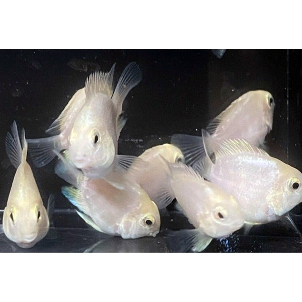 PLATINUM POLAR PARROT (1.2INCH)